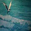 Arctic Tern